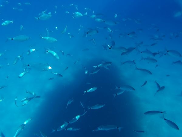 Excursiones en barco Mallorca